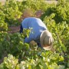 Vendimia 2026 generalizada en DO La Mancha con la recogida del Airén