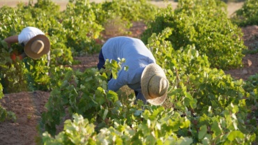 Cuadrillas de vendimiadores recogen la variedad Airen en La Mancha