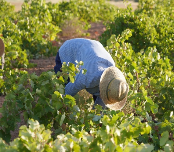 Cuadrillas de vendimiadores recogen la variedad Airen en La Mancha